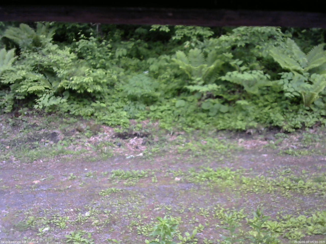 長野県菅平高原 ゆたか山荘 東側(坂下) 2026/06/07 05:30