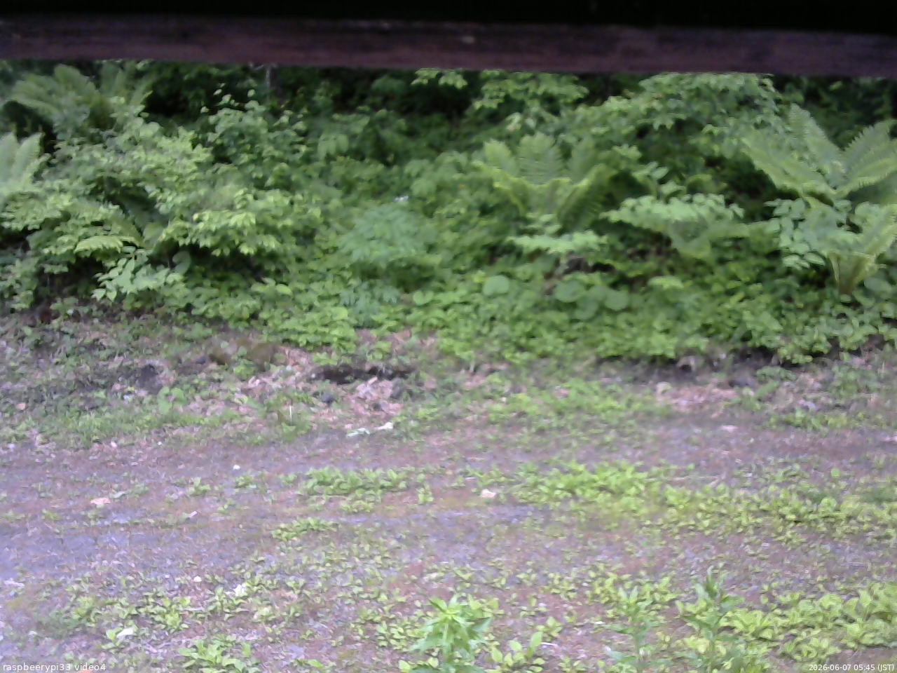長野県菅平高原 ゆたか山荘 東側(坂下) 2026/06/07 05:45