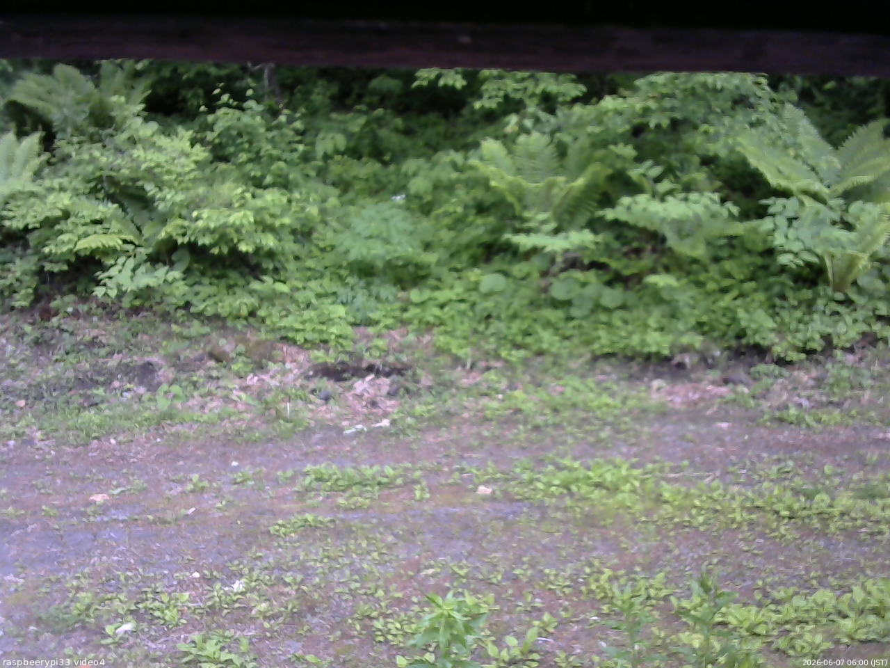 長野県菅平高原 ゆたか山荘 東側(坂下) 2026/06/07 06:00