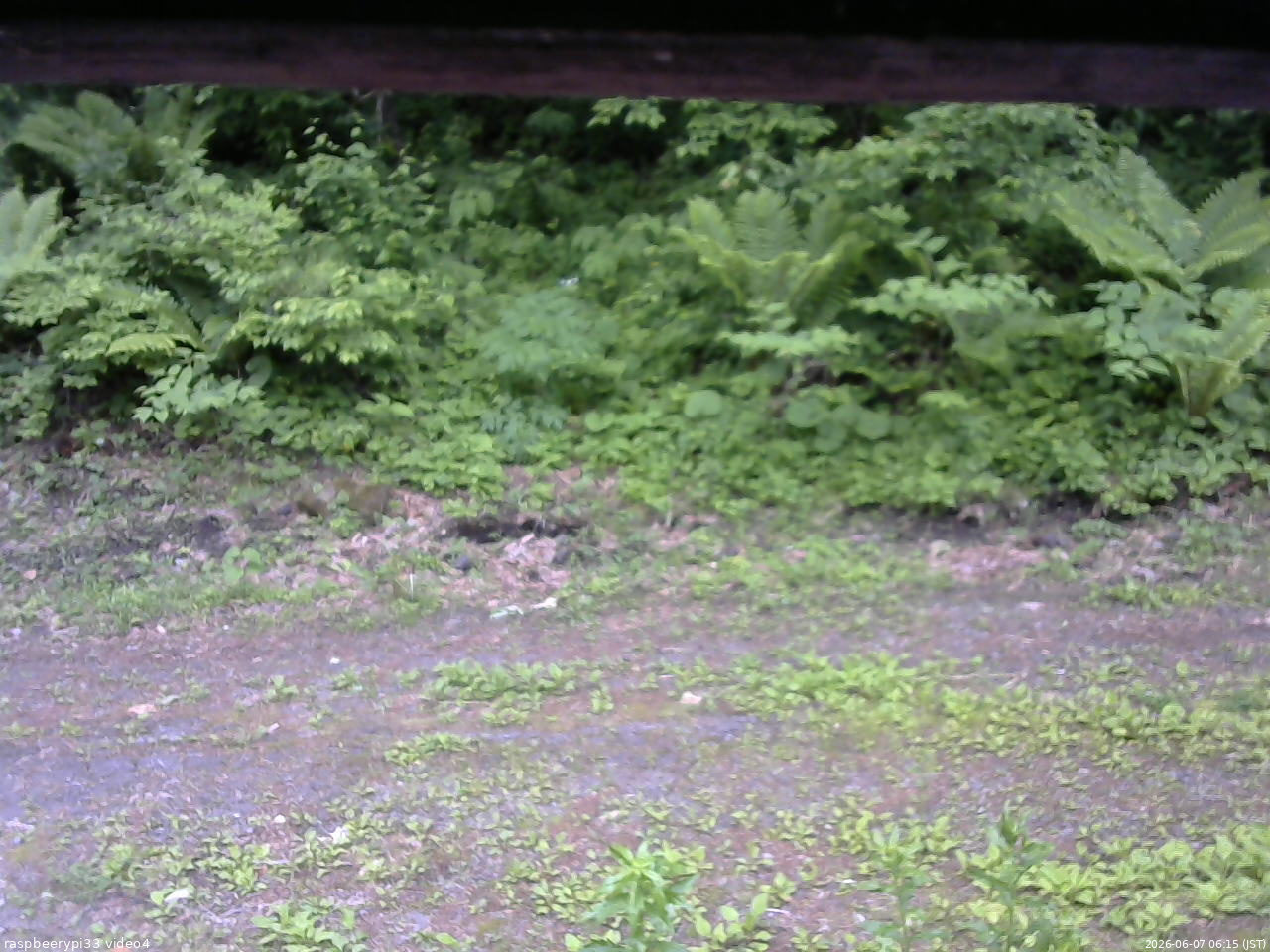 長野県菅平高原 ゆたか山荘 東側(坂下) 2026/06/07 06:15