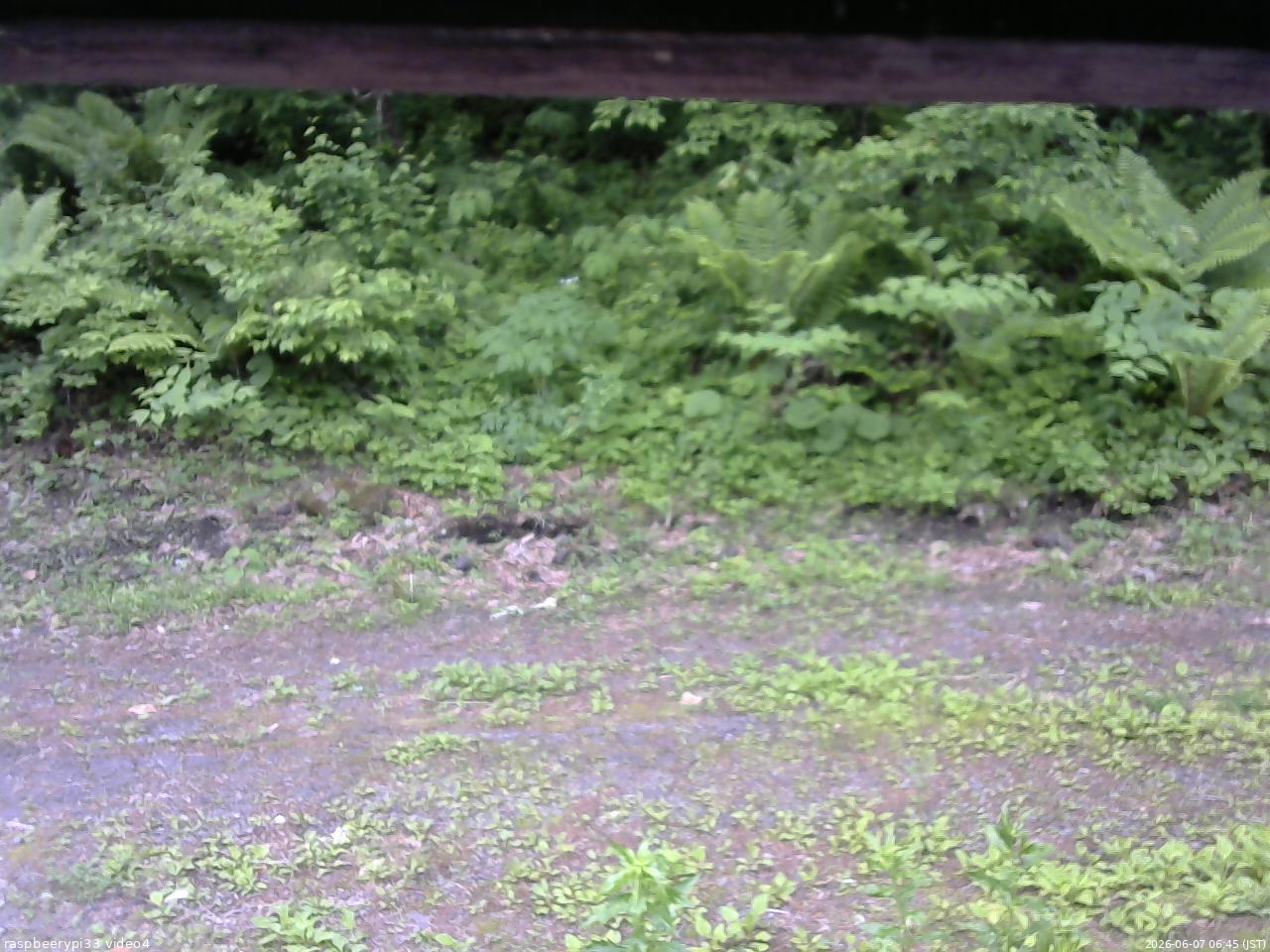 長野県菅平高原 ゆたか山荘 東側(坂下) 2026/06/07 06:45