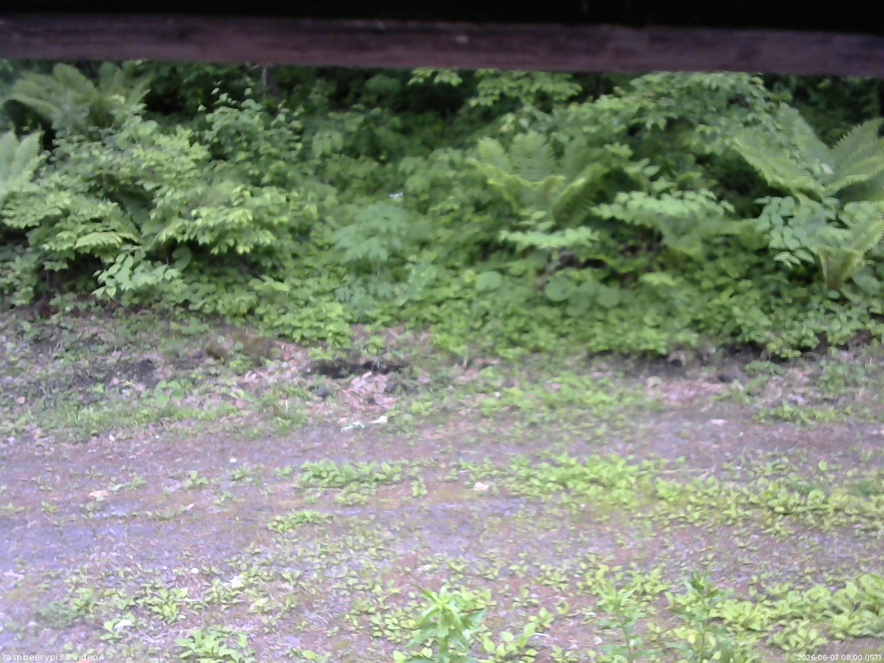 長野県菅平高原 ゆたか山荘 東側(坂下) 2026/06/07 08:00