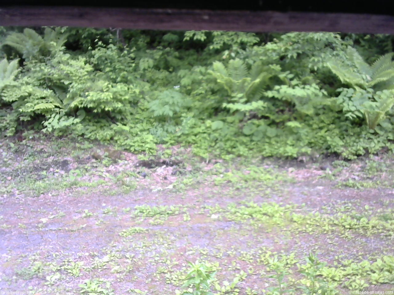 長野県菅平高原 ゆたか山荘 東側(坂下) 2026/06/07 08:45