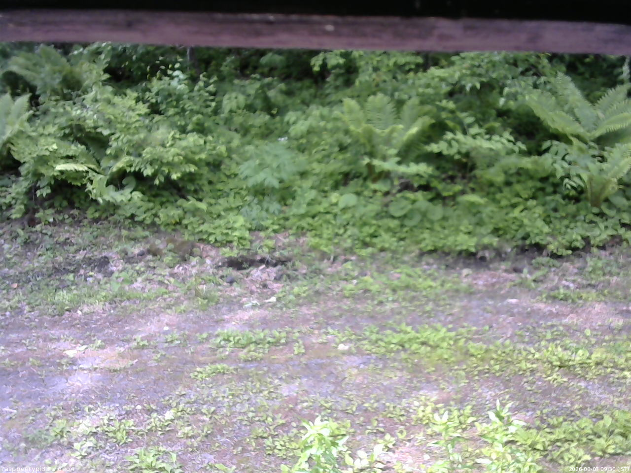 長野県菅平高原 ゆたか山荘 東側(坂下) 2026/06/07 09:30