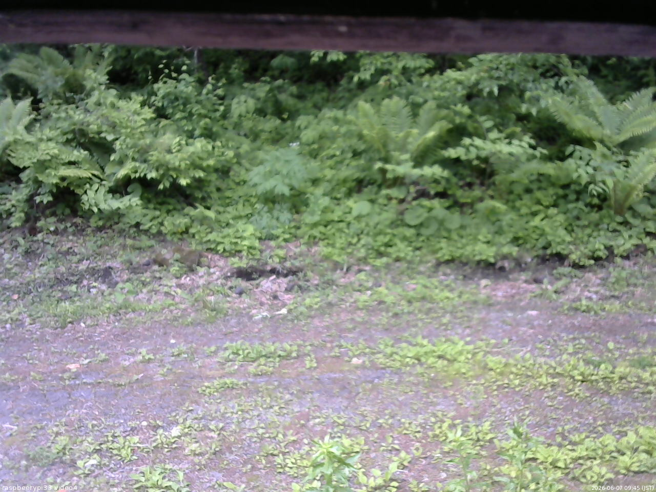 長野県菅平高原 ゆたか山荘 東側(坂下) 2026/06/07 09:45