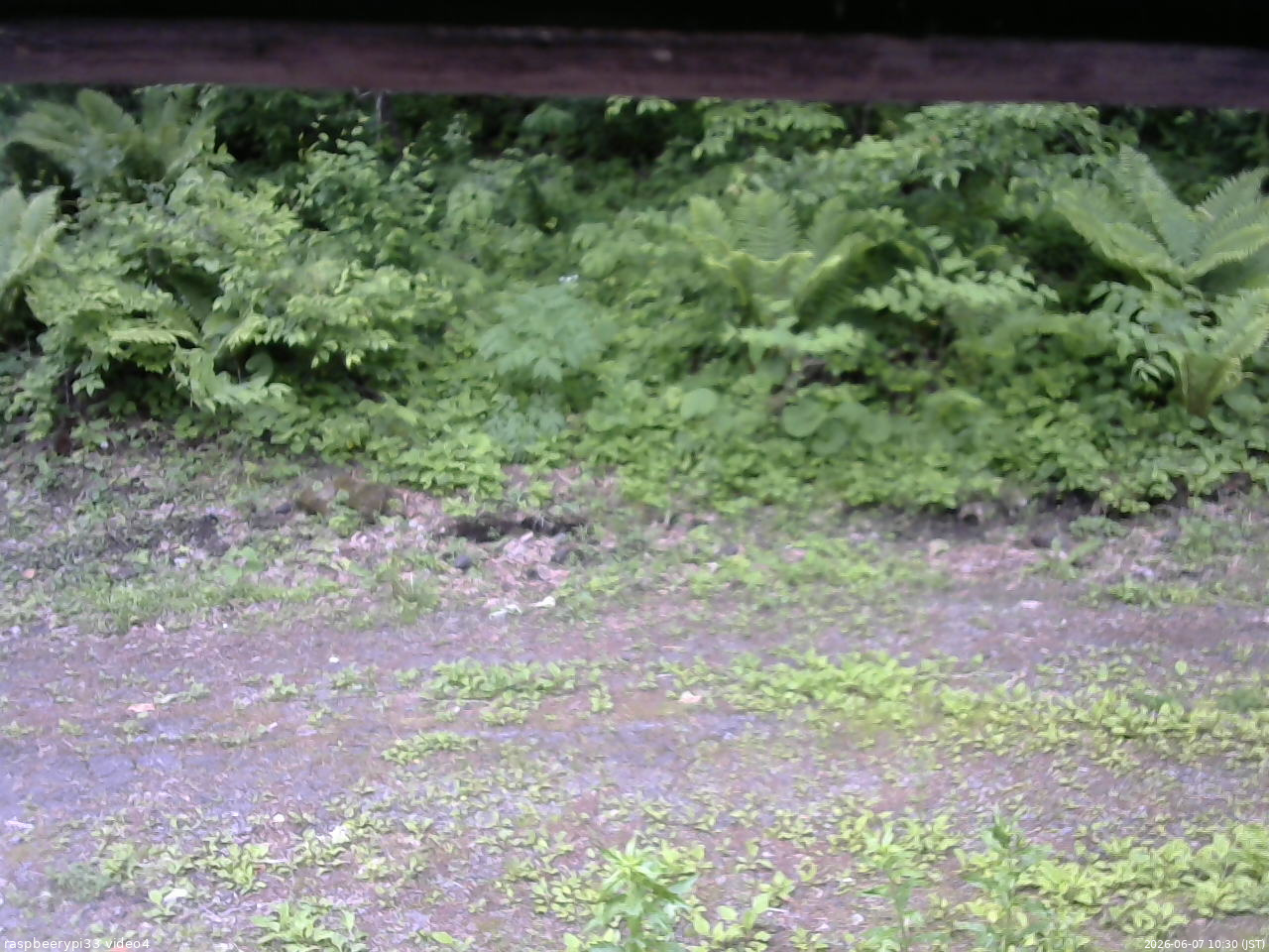 長野県菅平高原 ゆたか山荘 東側(坂下) 2026/06/07 10:30