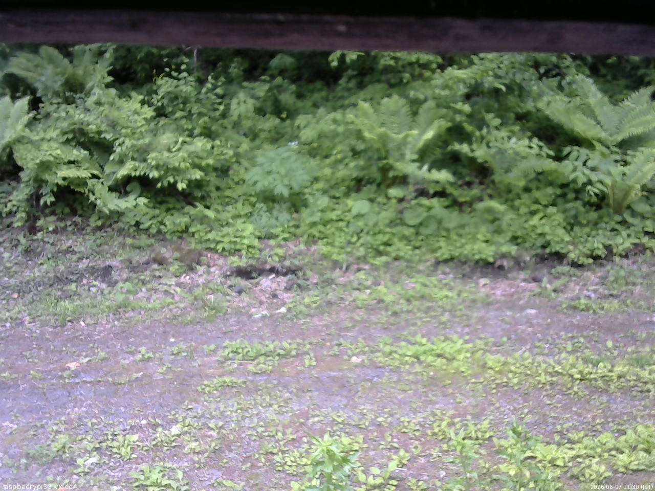 長野県菅平高原 ゆたか山荘 東側(坂下) 2026/06/07 11:30