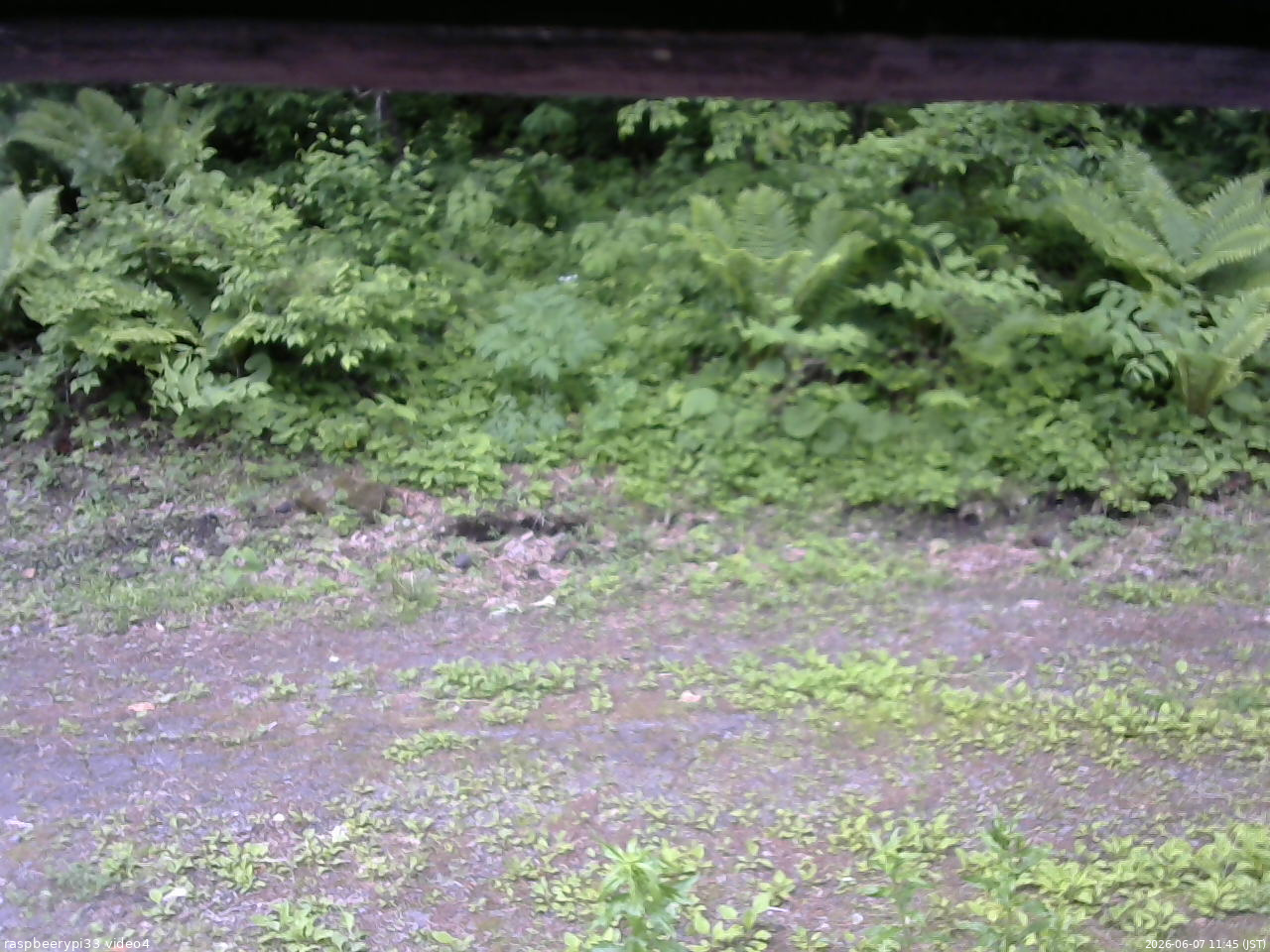 長野県菅平高原 ゆたか山荘 東側(坂下) 2026/06/07 11:45