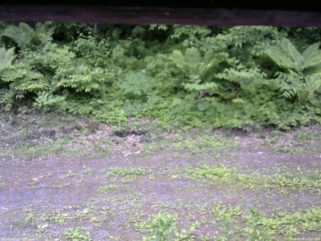 長野県菅平高原 ゆたか山荘 東側(坂下) 2026/06/07 12:30