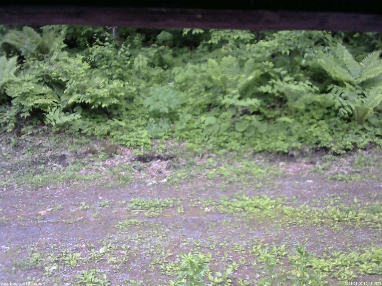 長野県菅平高原 ゆたか山荘 東側(坂下) 2026/06/07 12:45