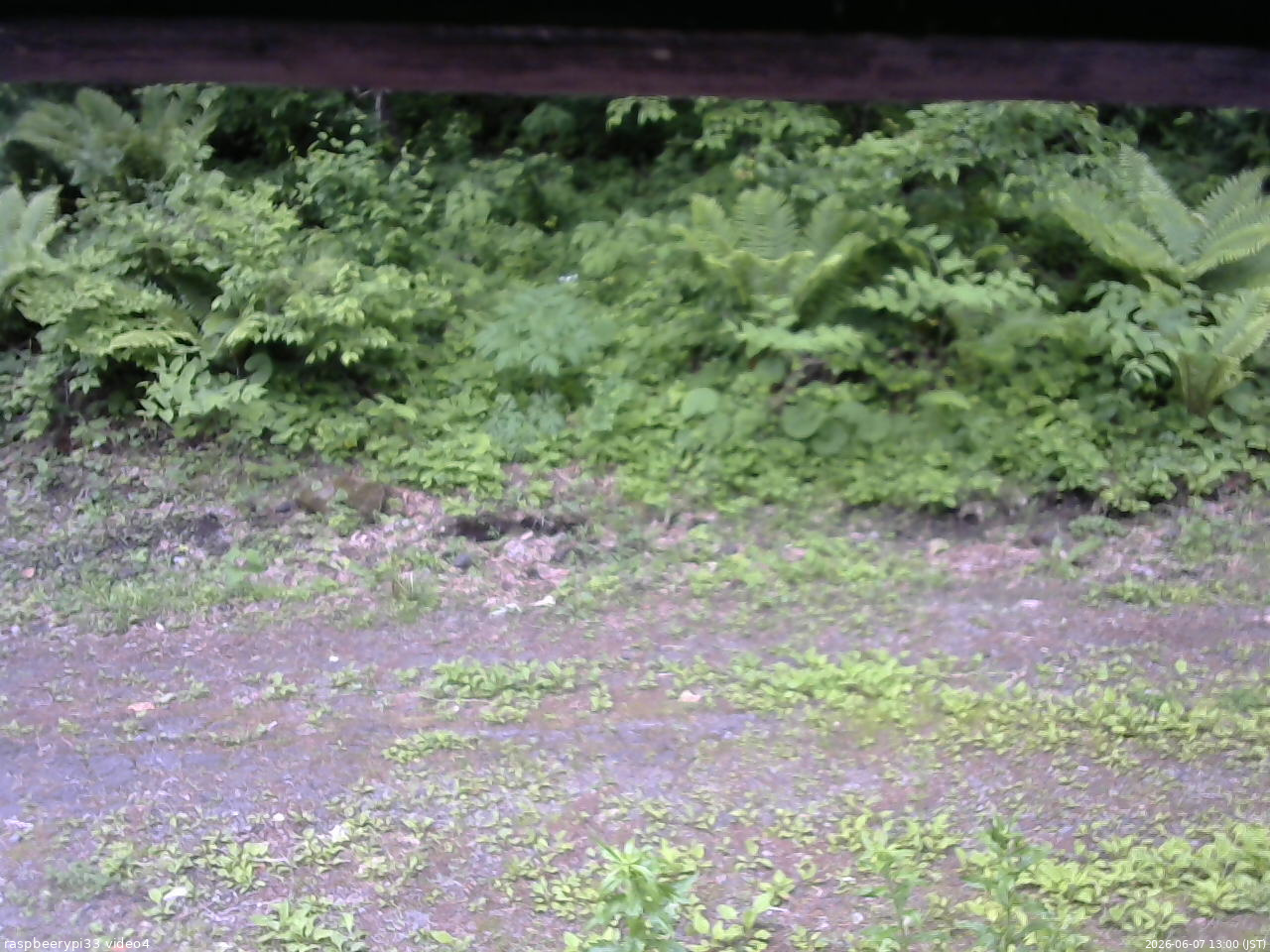長野県菅平高原 ゆたか山荘 東側(坂下) 2026/06/07 13:00