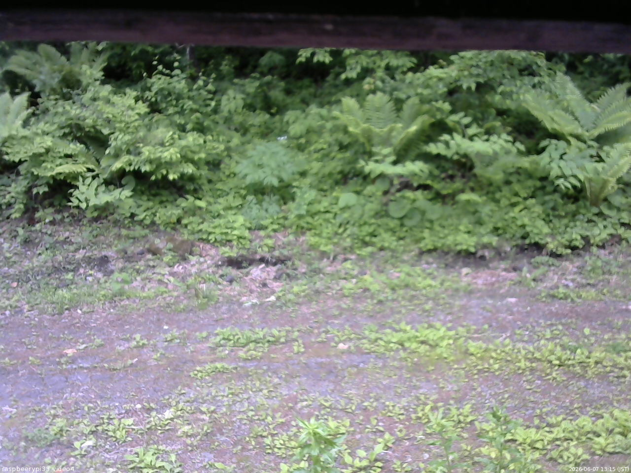 長野県菅平高原 ゆたか山荘 東側(坂下) 2026/06/07 13:15