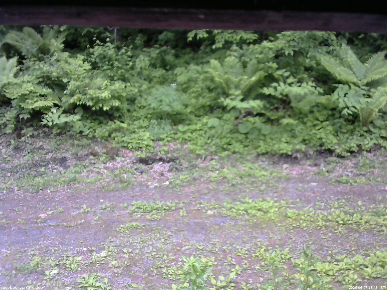 長野県菅平高原 ゆたか山荘 東側(坂下) 2026/06/07 13:45