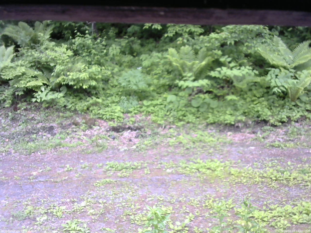 長野県菅平高原 ゆたか山荘 東側(坂下) 2026/06/07 14:00