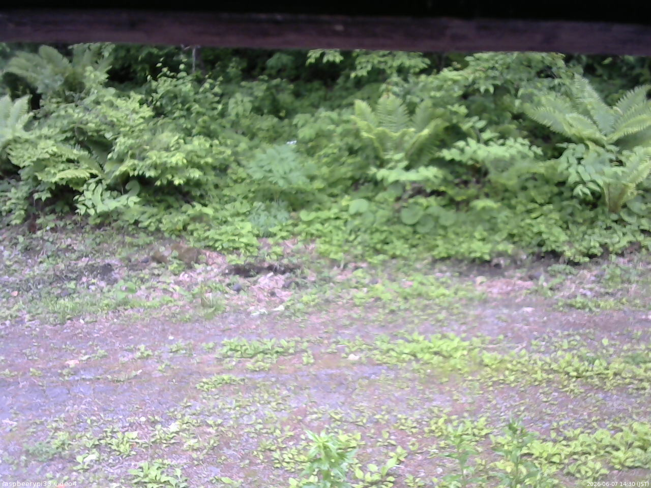 長野県菅平高原 ゆたか山荘 東側(坂下) 2026/06/07 14:30