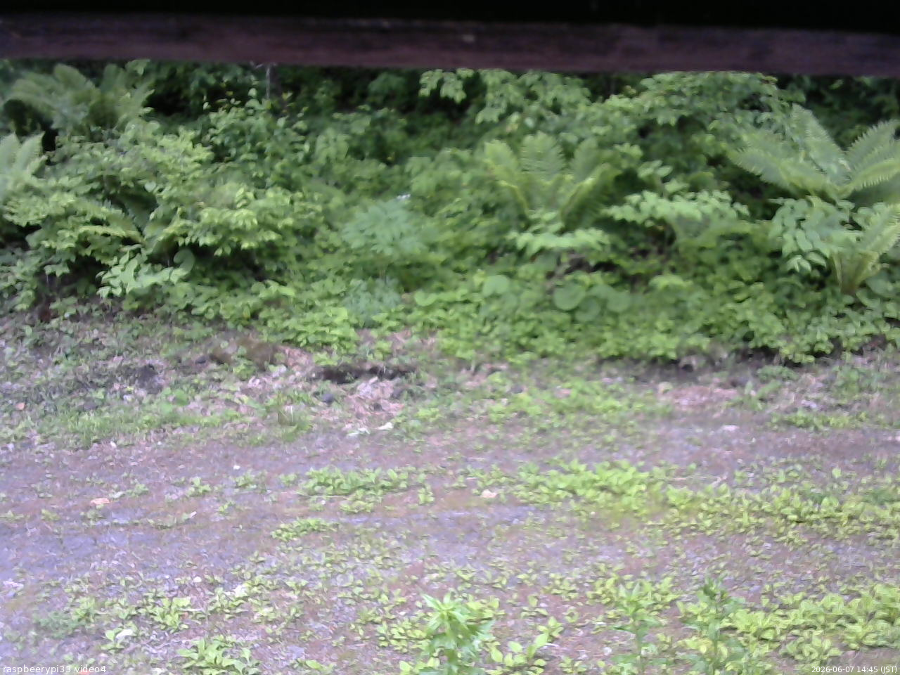 長野県菅平高原 ゆたか山荘 東側(坂下) 2026/06/07 14:45
