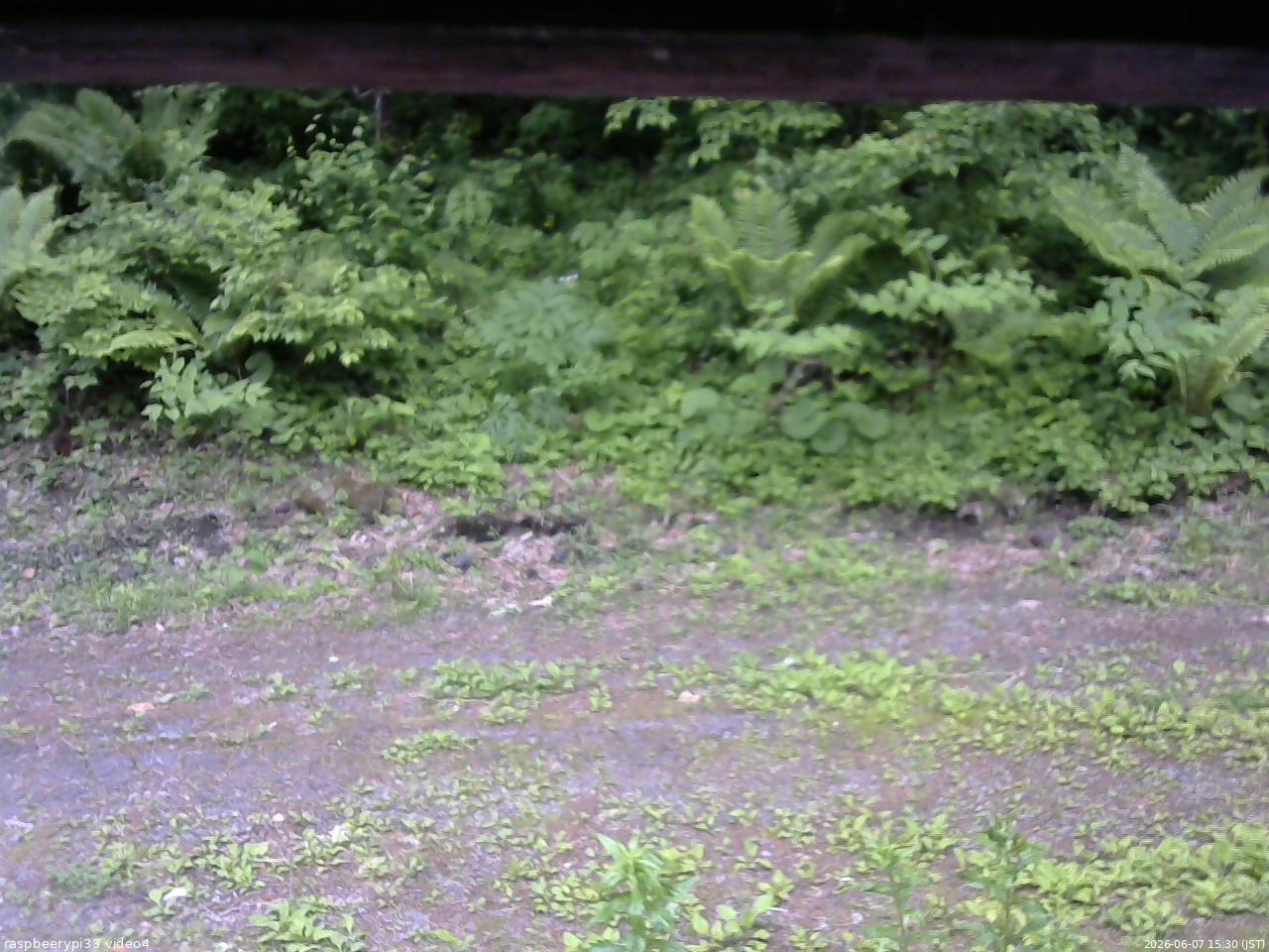 長野県菅平高原 ゆたか山荘 東側(坂下) 2026/06/07 15:30
