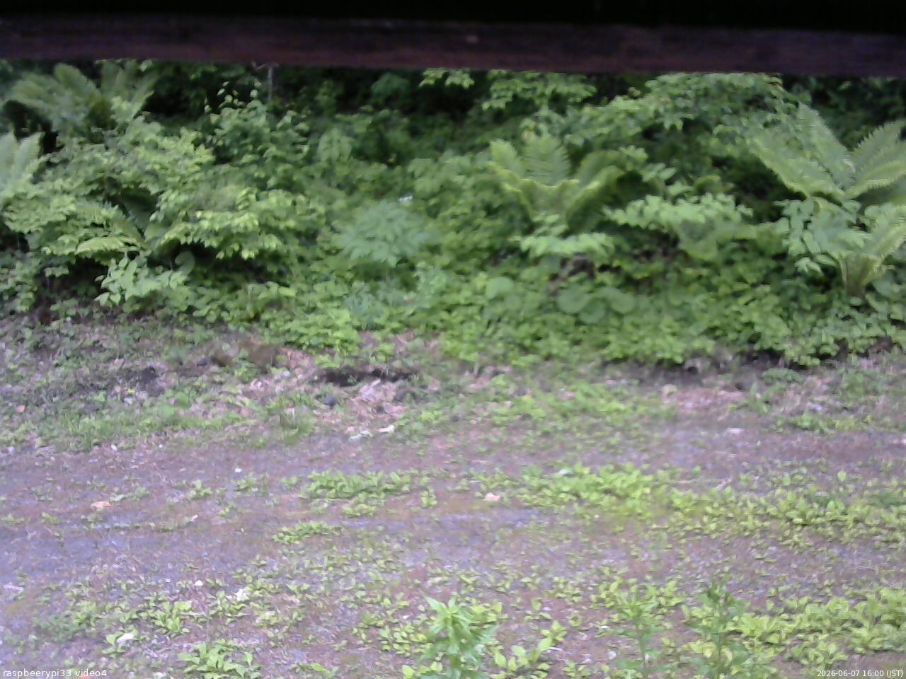 長野県菅平高原 ゆたか山荘 東側(坂下) 2026/06/07 16:00