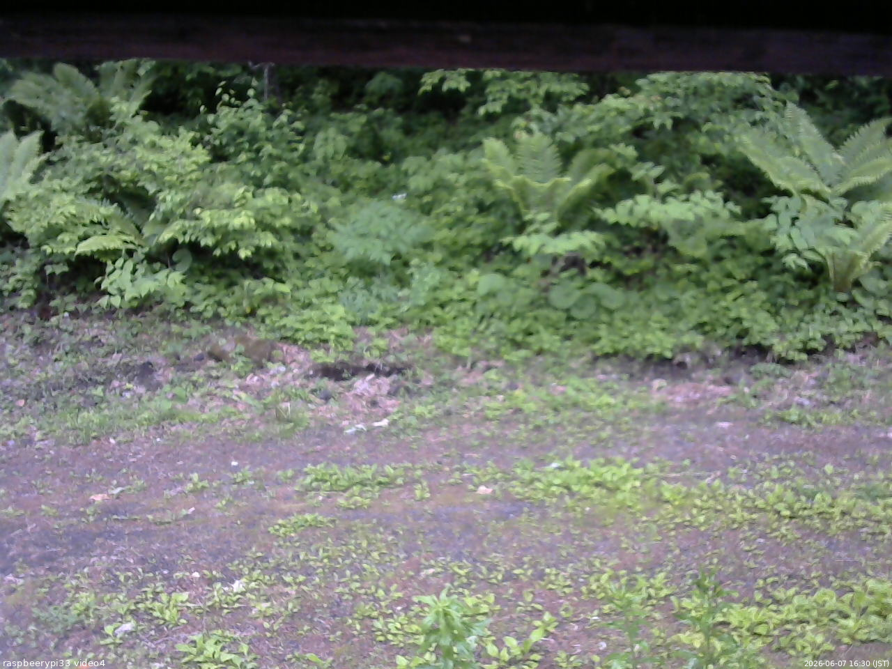 長野県菅平高原 ゆたか山荘 東側(坂下) 2026/06/07 16:30