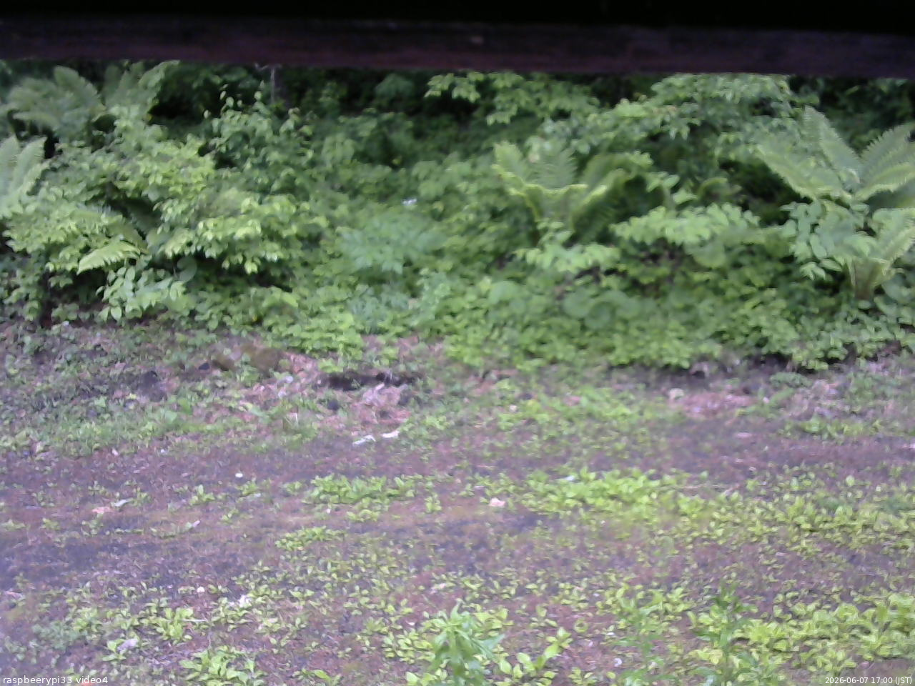 長野県菅平高原 ゆたか山荘 東側(坂下) 2026/06/07 17:00