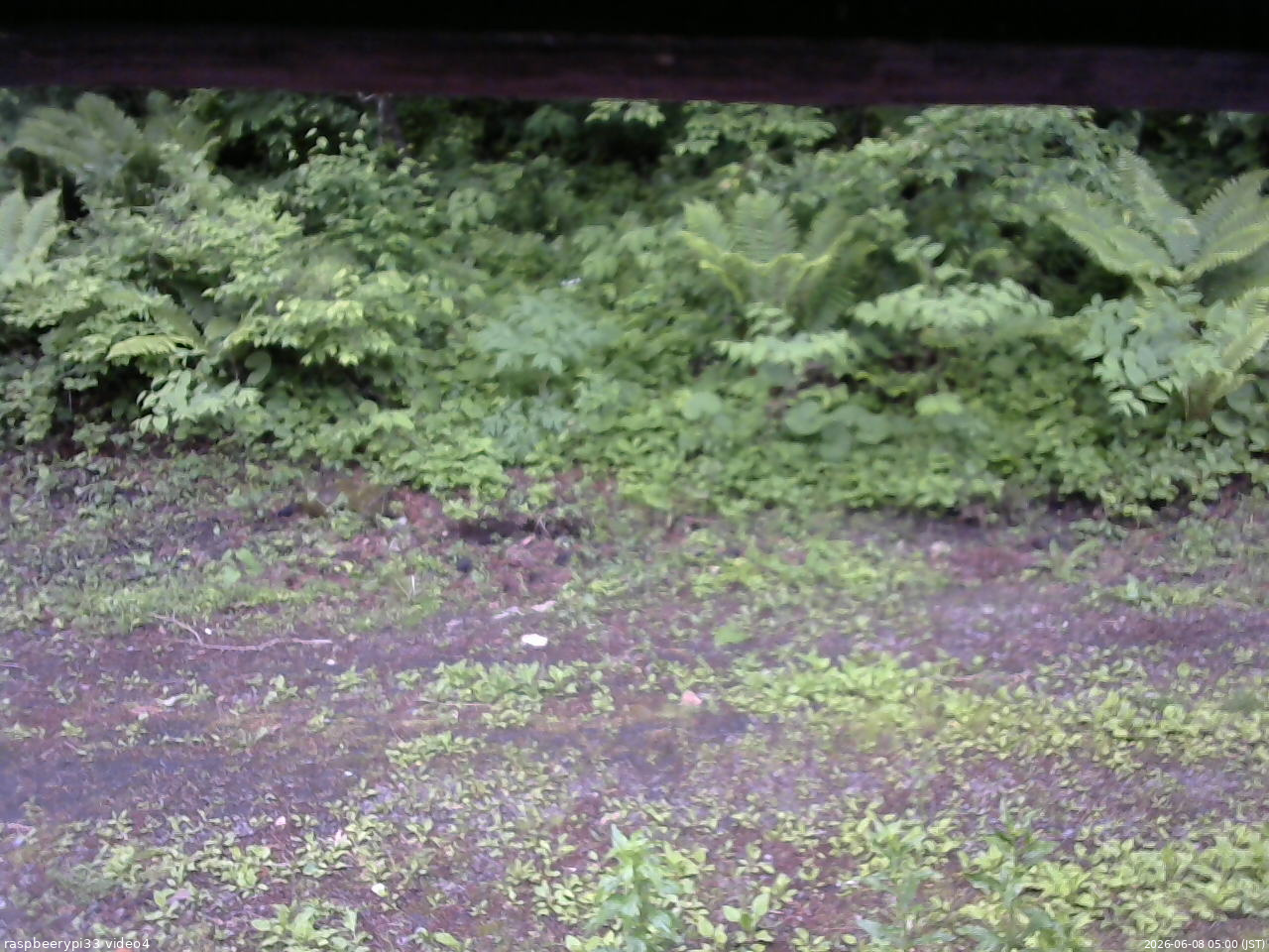 長野県菅平高原 ゆたか山荘 東側(坂下) 2026/06/08 05:00