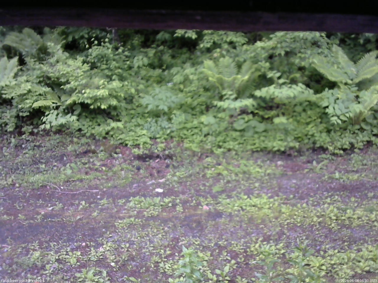 長野県菅平高原 ゆたか山荘 東側(坂下) 2026/06/08 05:30