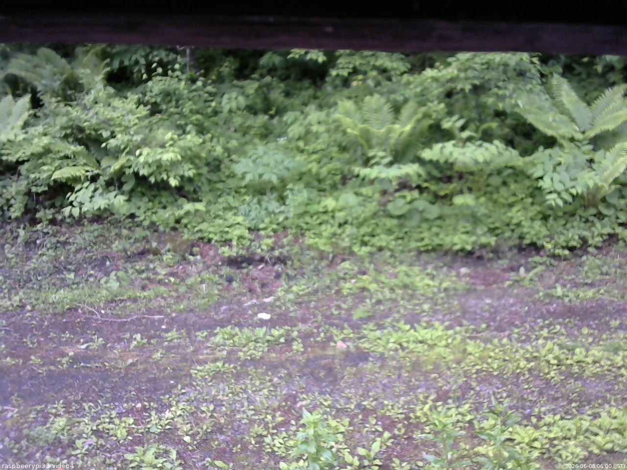 長野県菅平高原 ゆたか山荘 東側(坂下) 2026/06/08 06:00