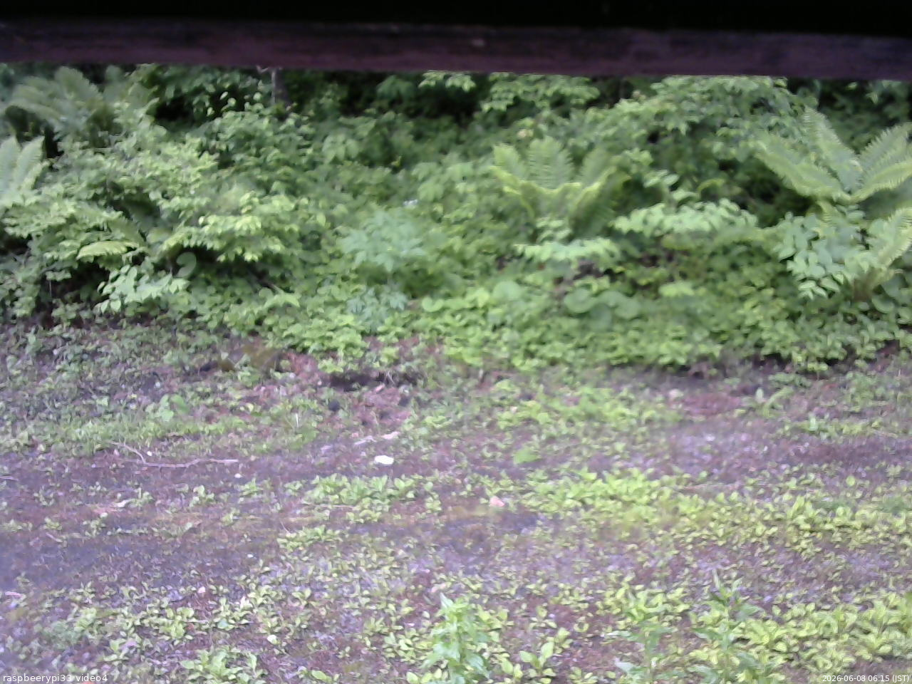 長野県菅平高原 ゆたか山荘 東側(坂下) 2026/06/08 06:15
