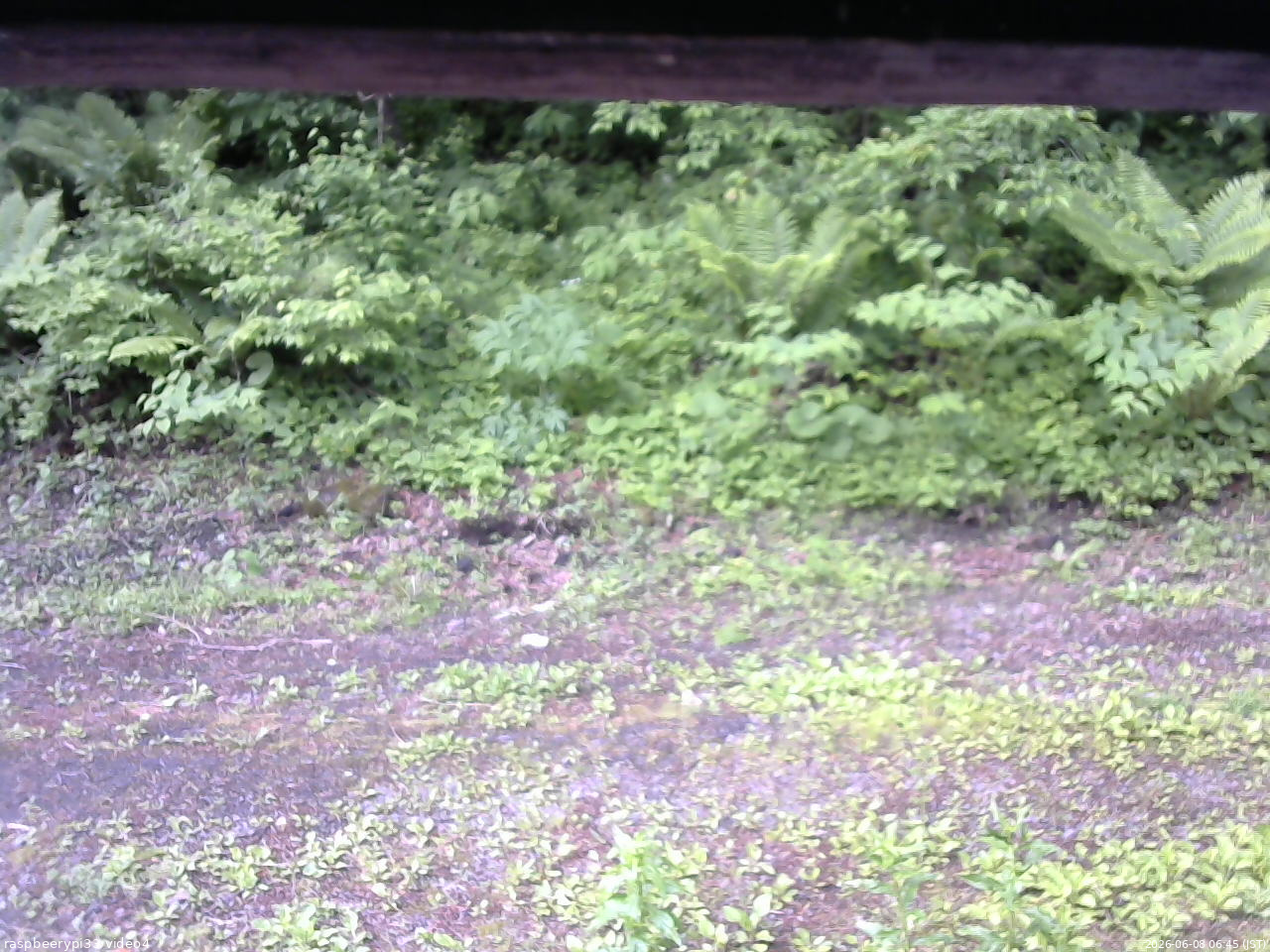 長野県菅平高原 ゆたか山荘 東側(坂下) 2026/06/08 06:45
