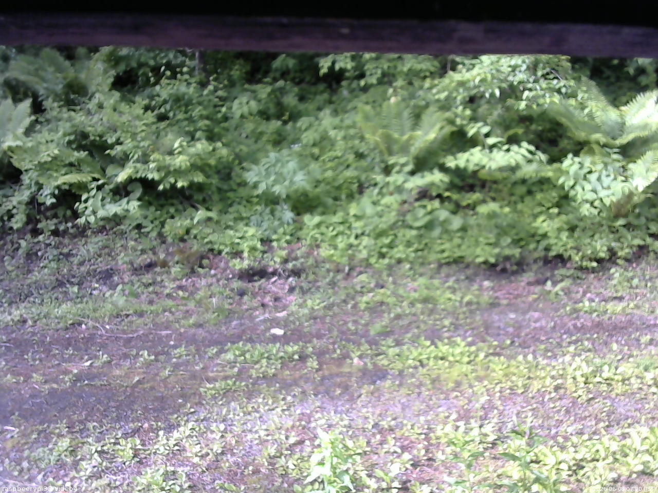 長野県菅平高原 ゆたか山荘 東側(坂下) 2026/06/08 07:00