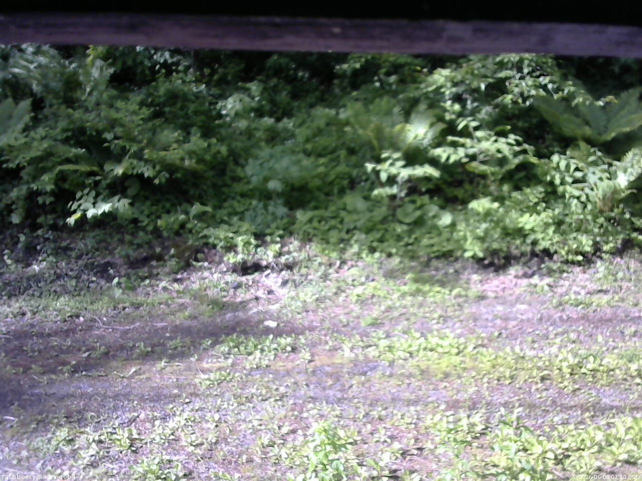 長野県菅平高原 ゆたか山荘 東側(坂下) 2026/06/08 07:30