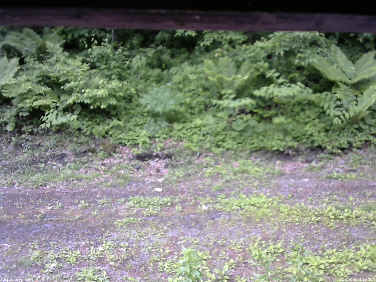長野県菅平高原 ゆたか山荘 東側(坂下) 2026/06/08 08:00