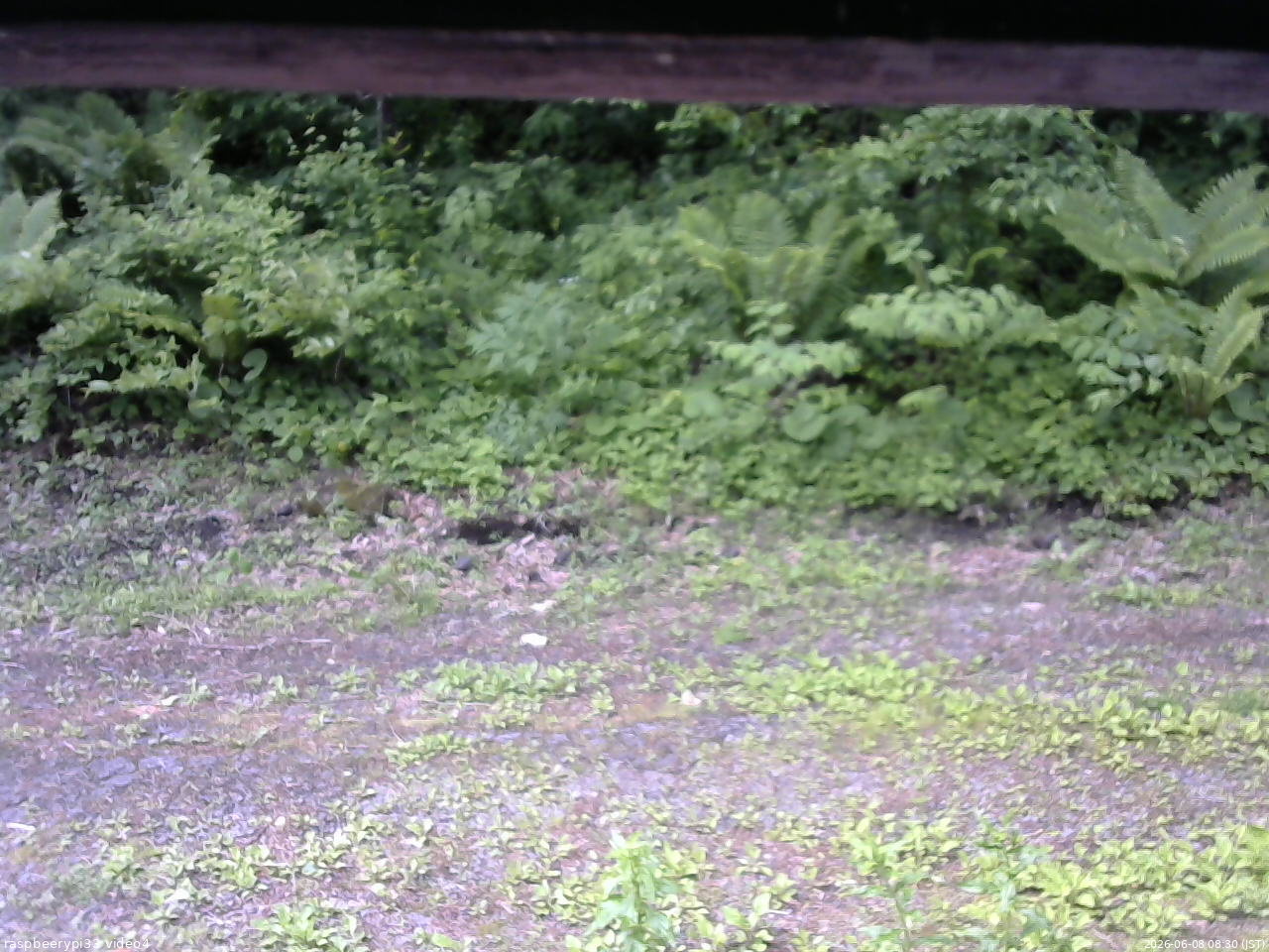 長野県菅平高原 ゆたか山荘 東側(坂下) 2026/06/08 08:30