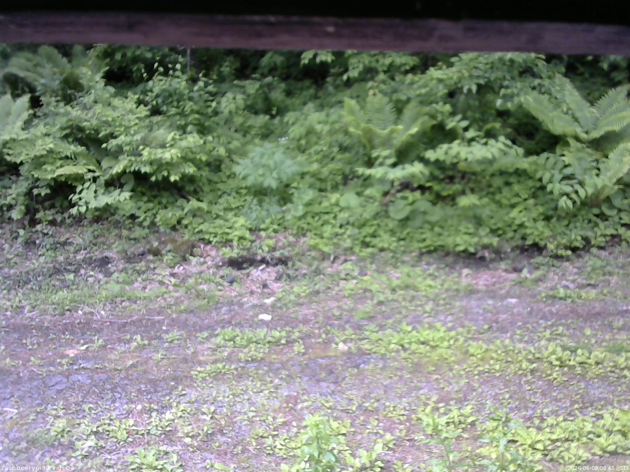 長野県菅平高原 ゆたか山荘 東側(坂下) 2026/06/08 08:45