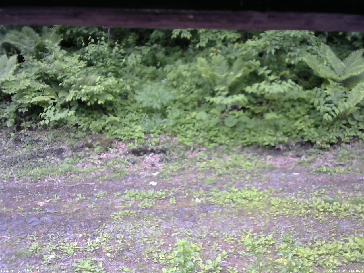 長野県菅平高原 ゆたか山荘 東側(坂下) 2026/06/08 09:00