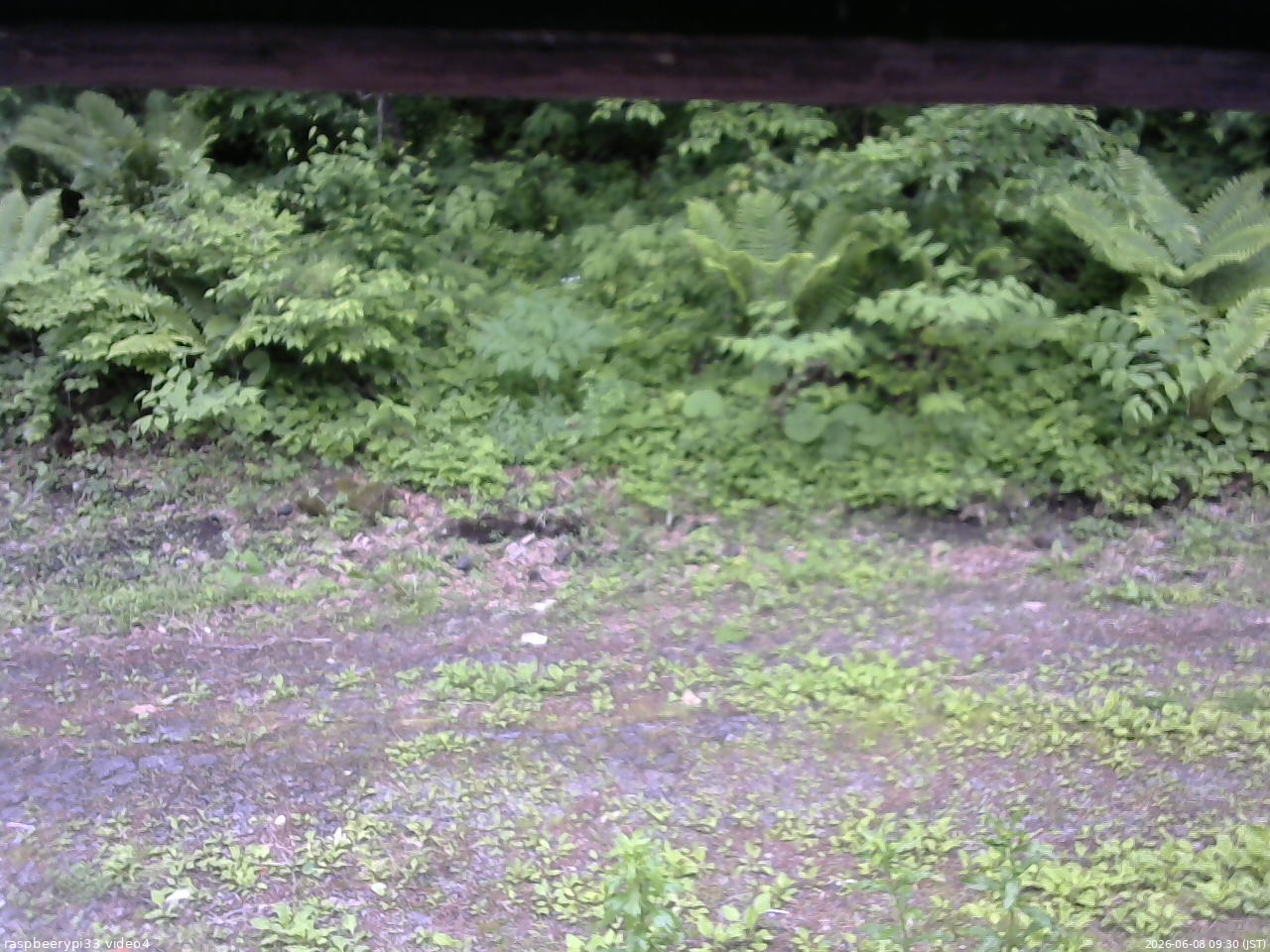 長野県菅平高原 ゆたか山荘 東側(坂下) 2026/06/08 09:30