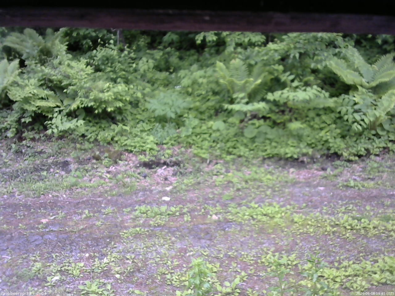 長野県菅平高原 ゆたか山荘 東側(坂下) 2026/06/08 09:45