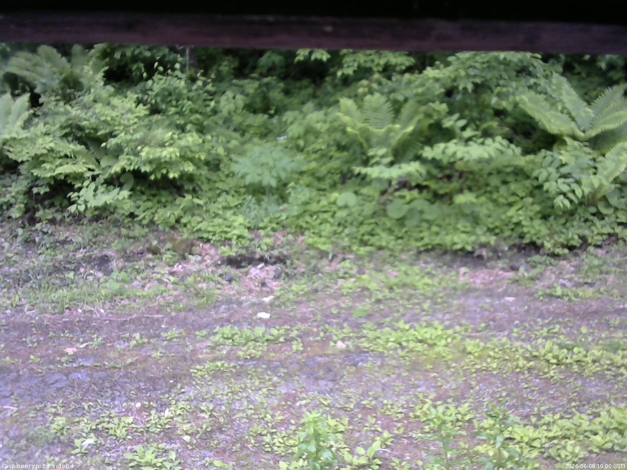 長野県菅平高原 ゆたか山荘 東側(坂下) 2026/06/08 10:00