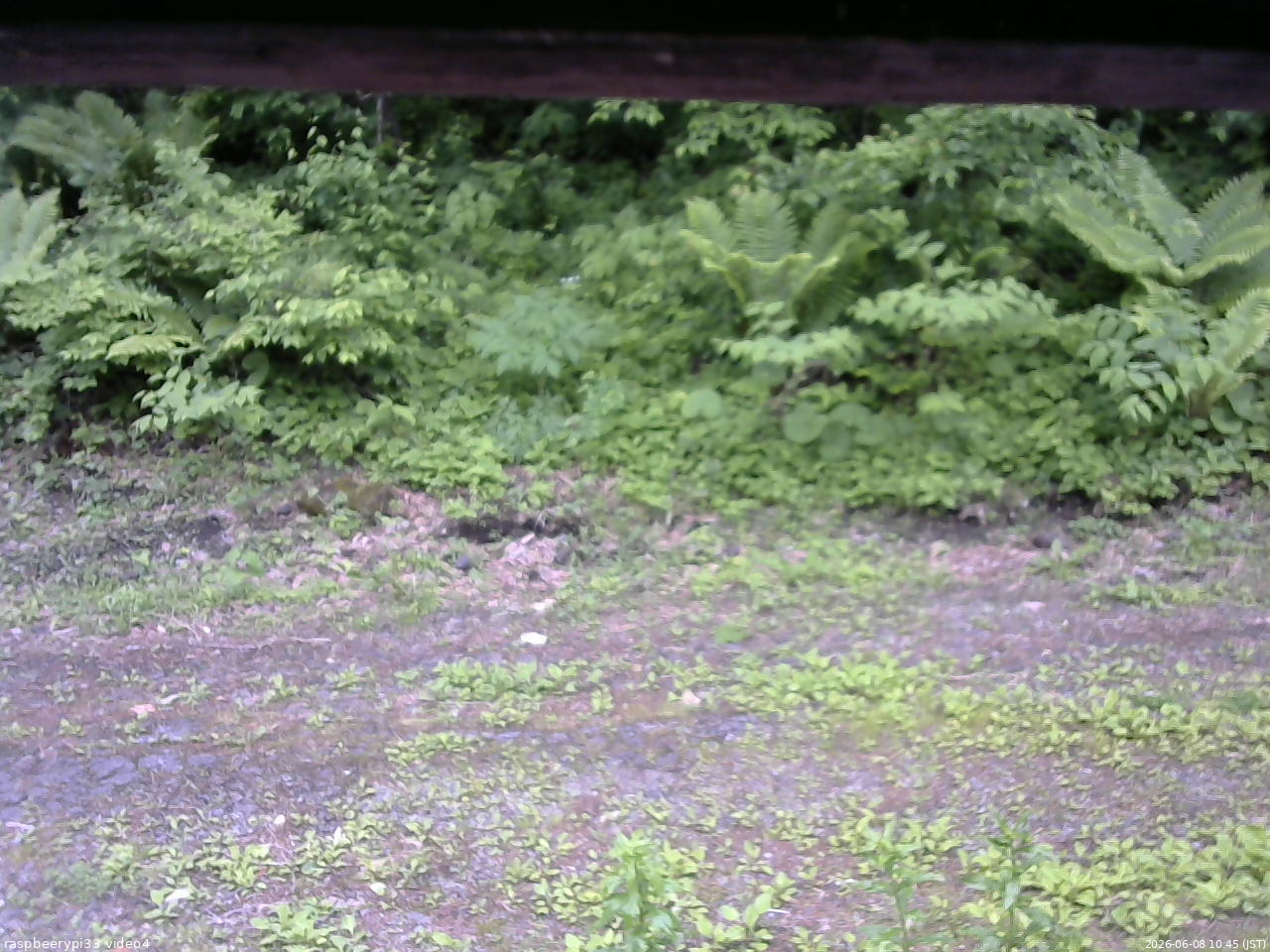 長野県菅平高原 ゆたか山荘 東側(坂下) 2026/06/08 10:45