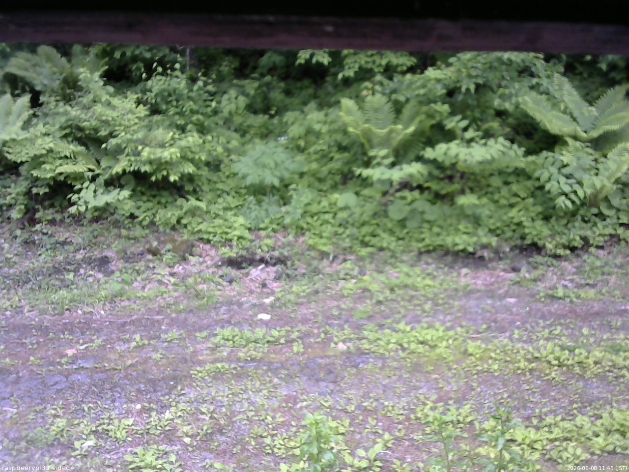 長野県菅平高原 ゆたか山荘 東側(坂下) 2026/06/08 11:45