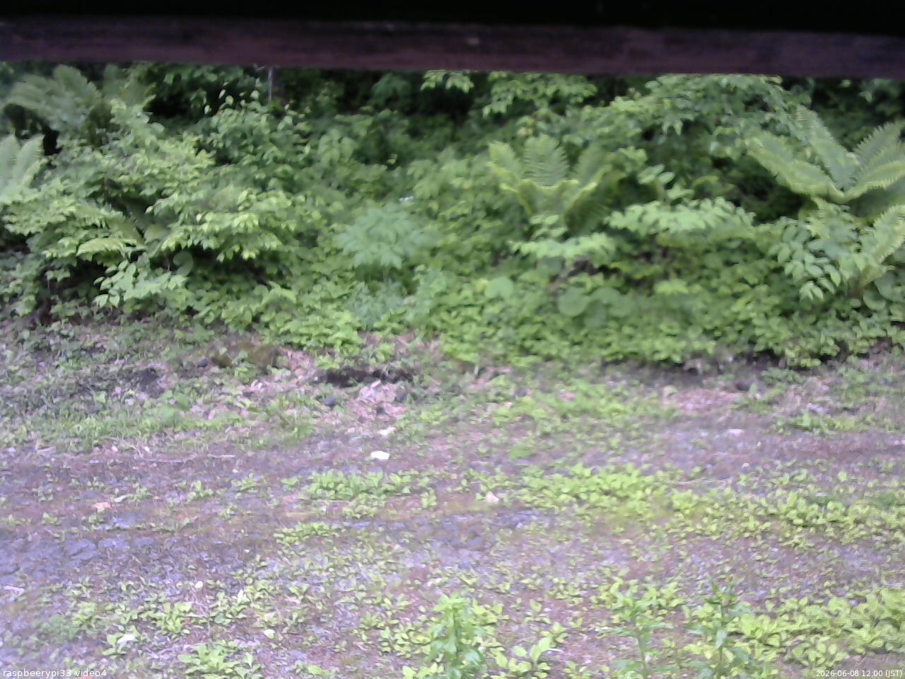 長野県菅平高原 ゆたか山荘 東側(坂下) 2026/06/08 12:00