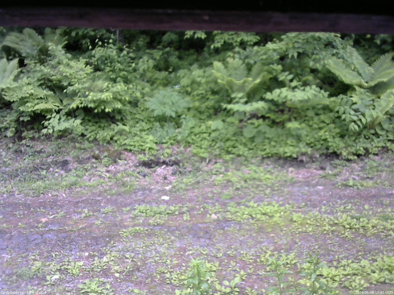 長野県菅平高原 ゆたか山荘 東側(坂下) 2026/06/08 12:45