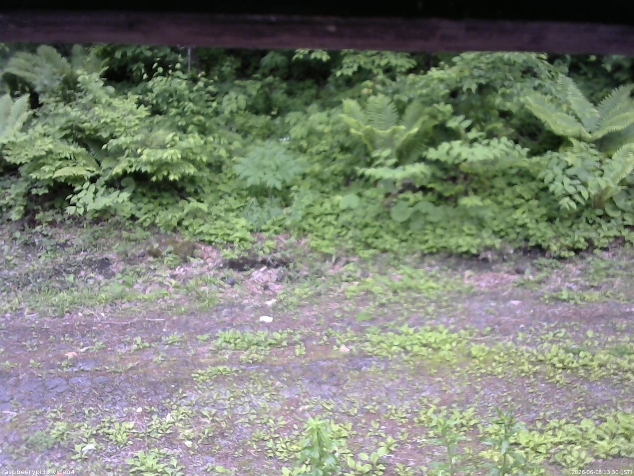 長野県菅平高原 ゆたか山荘 東側(坂下) 2026/06/08 13:30