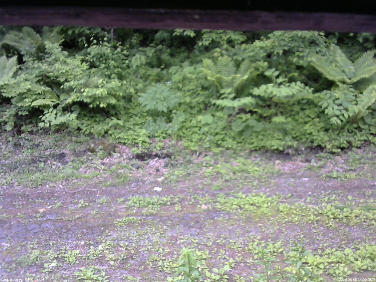 長野県菅平高原 ゆたか山荘 東側(坂下) 2026/06/08 14:00