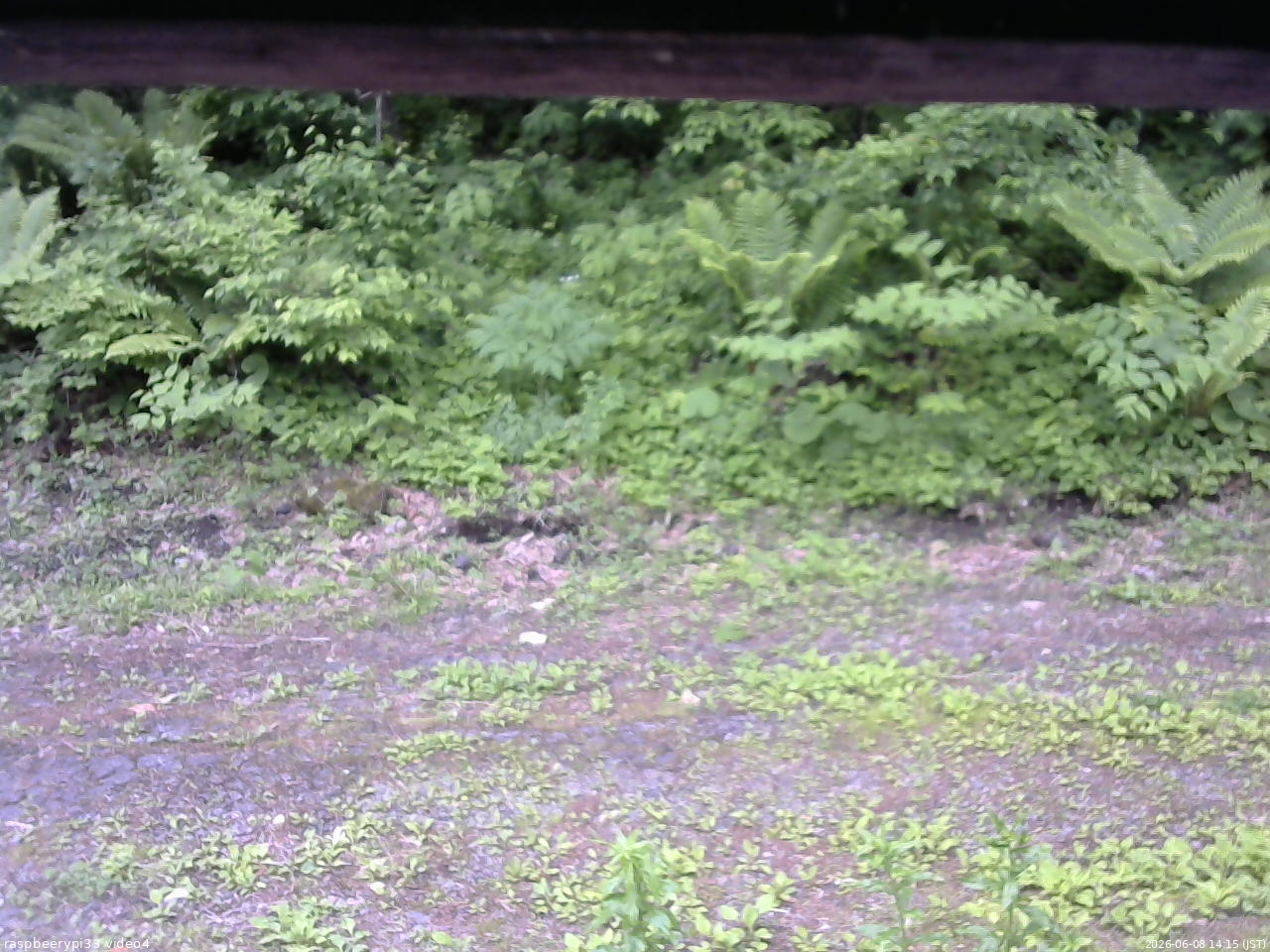 長野県菅平高原 ゆたか山荘 東側(坂下) 2026/06/08 14:15