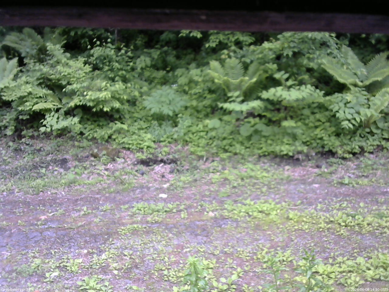 長野県菅平高原 ゆたか山荘 東側(坂下) 2026/06/08 14:30