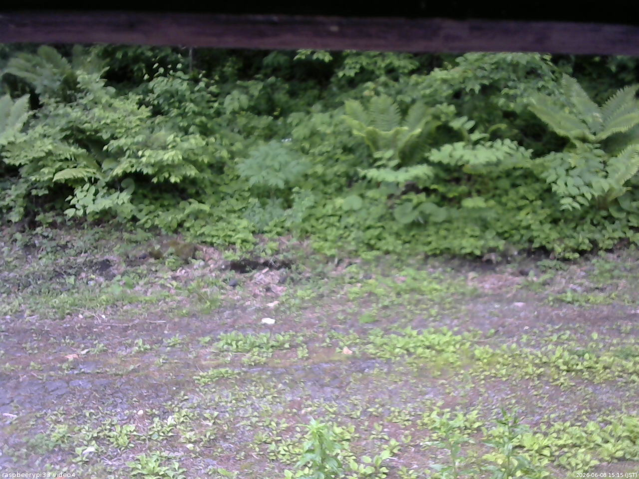 長野県菅平高原 ゆたか山荘 東側(坂下) 2026/06/08 15:15