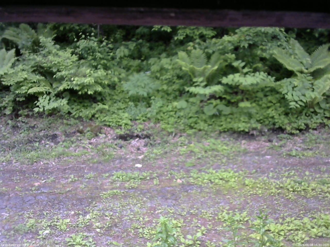 長野県菅平高原 ゆたか山荘 東側(坂下) 2026/06/08 15:30