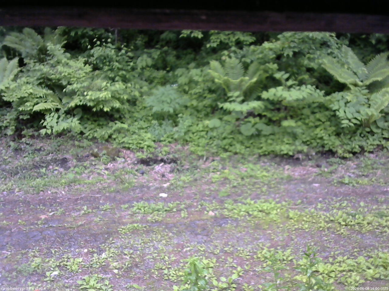 長野県菅平高原 ゆたか山荘 東側(坂下) 2026/06/08 16:00