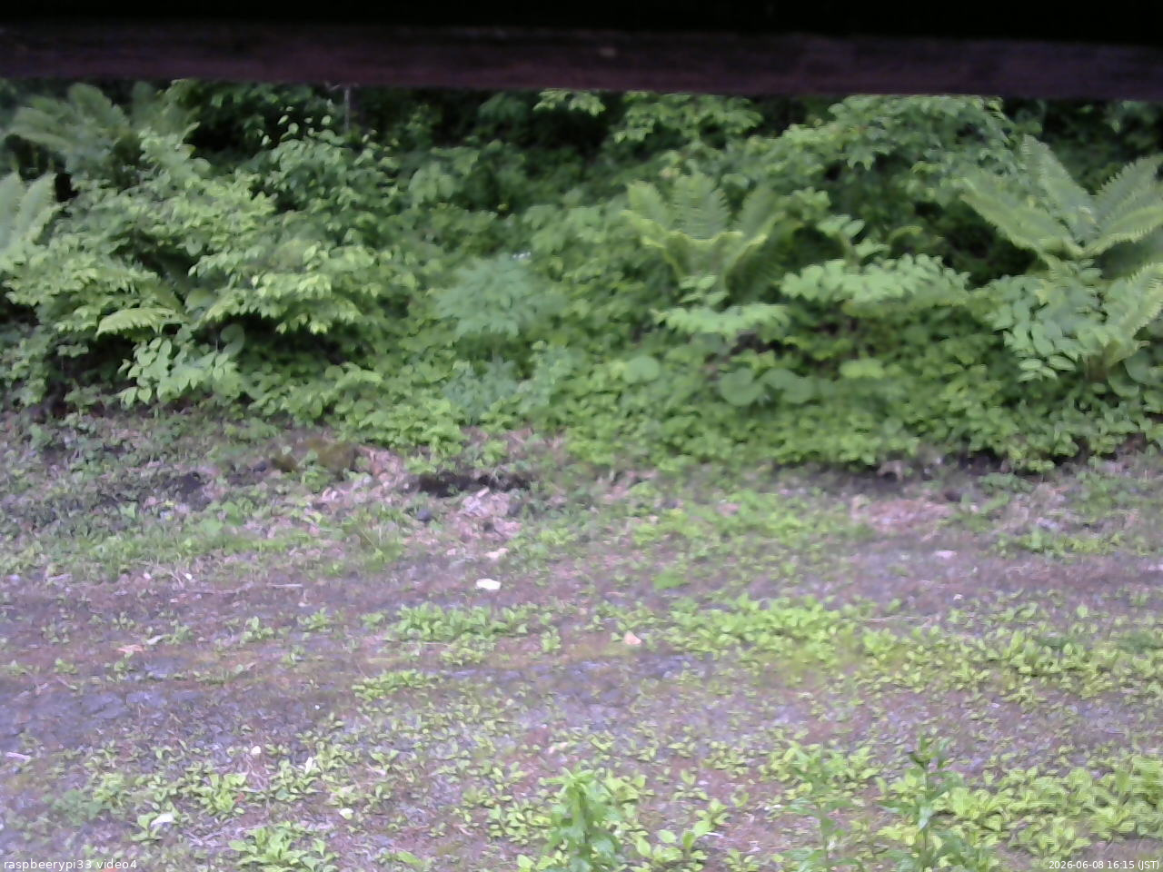 長野県菅平高原 ゆたか山荘 東側(坂下) 2026/06/08 16:15